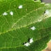photo of Woolly Apple Aphid (Eriosoma lanigerum)