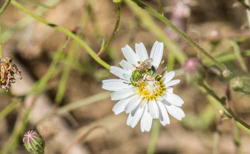 photo of Texas Striped Sweat Bee (Agapostemon texanus)