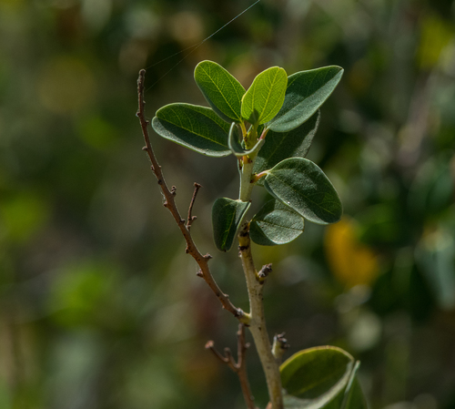 photo of Chaparral Whitethorn (Ceanothus leucodermis)