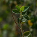 photo of Chaparral Whitethorn (Ceanothus leucodermis)