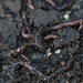 photo of Redworm (Eisenia fetida)