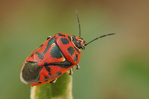 red cabbage bug
