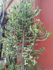 Euphorbia lactea image