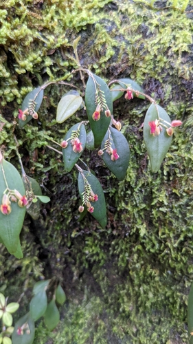 Lindleyana Orchid