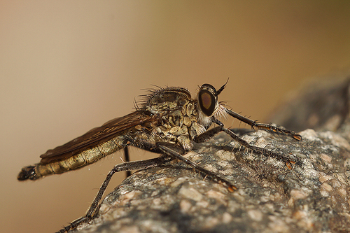 Dune Robber Fly