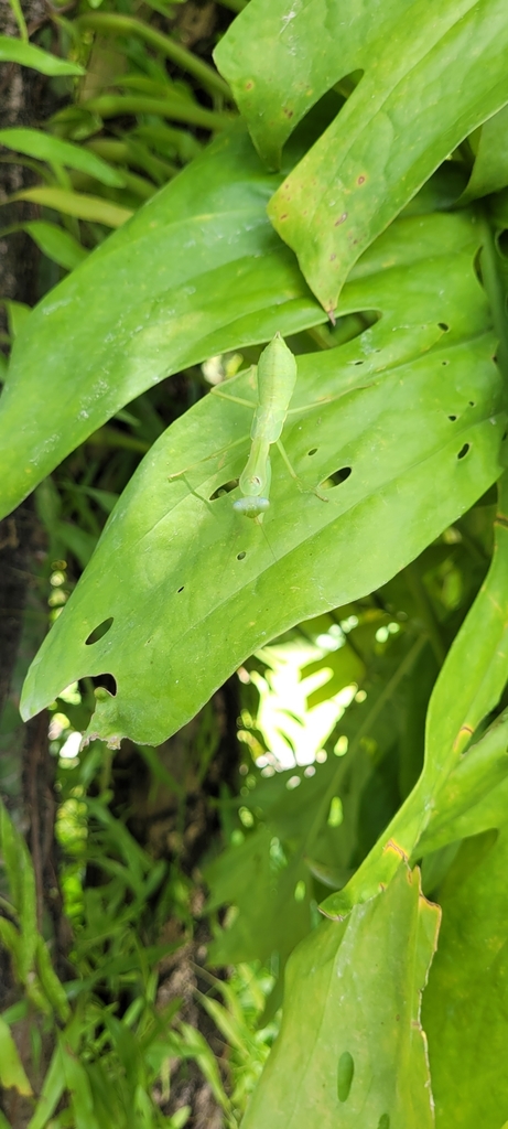 Rhombodera palawanensis from Silanga, Taytay, Palawan, Philippines on