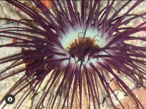 Cylinder Anemone (Cerianthus membranaceus) · iNaturalist