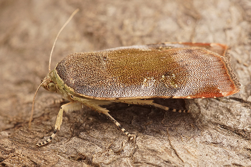 Lesser Broad-bordered Yellow Underwing