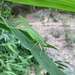 Pyrgocorypha parva - Photo (c) 大啁啾, todos los derechos reservados, subido por 大啁啾