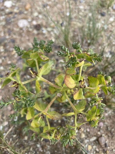 Euphorbia altotibetica