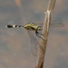 Orthetrum sabina sabina - Photo (c) WK Cheng, all rights reserved, uploaded by WK Cheng