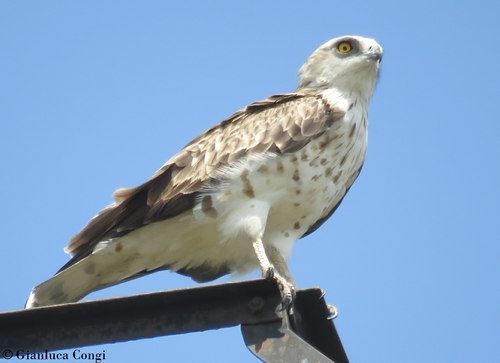 Short-toed Snake-Eagle