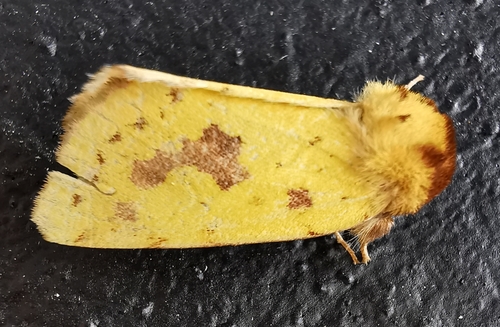Nocloa nanata