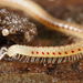 Spotted Snake Millipede - Photo (c) Henk Wallays, all rights reserved, uploaded by Henk Wallays