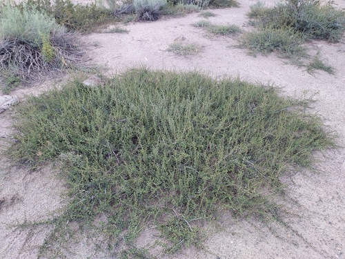 Antelope Bitterbrush