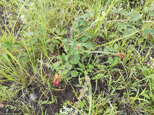 White Bramble