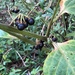 photo of American Black Nightshade (Solanum americanum)