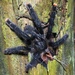 Pinktoe Tarantulas and Allies - Photo (c) emedgington, all rights reserved