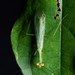 Microphotina cristalino - Photo (c) Projeto Mantis, todos los derechos reservados, subido por Projeto Mantis