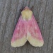 Primrose Moth - Photo (c) Paul Judson, all rights reserved, uploaded by Paul Judson