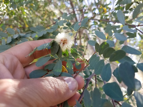 Palo Blanco