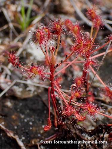 Drosera madagascariensis DC.