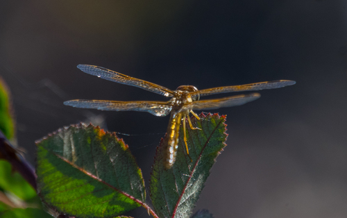 photo of Mexican Amberwing (Perithemis intensa)