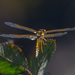 photo of Mexican Amberwing (Perithemis intensa)