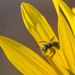 photo of Wide-striped Sweat Bee (Halictus farinosus)