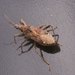Himacerus mirmicoides - Photo (c) Mind the bug, kaikki oikeudet pidätetään, lähettänyt Mind the bug