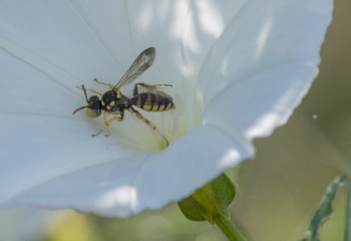 photo of Nomad Bees (Nomada)