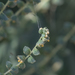 photo of Slimleaf Bursage (Ambrosia confertiflora)