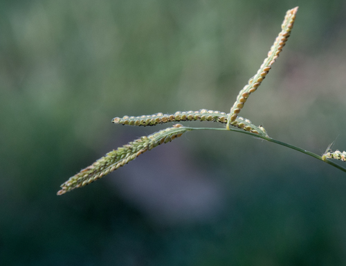 photo of Dallis Grass (Paspalum dilatatum)