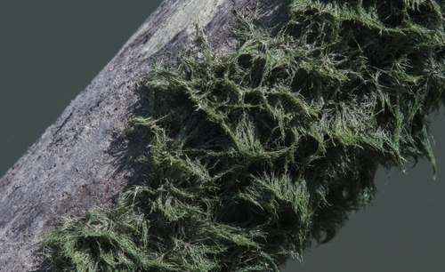 photo of Green Algae (Chlorophyta)