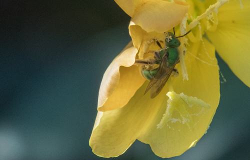 photo of Peridot Sweat Bee (Augochlorella pomoniella)