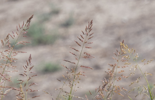 photo of Johnson Grass (Sorghum halepense)