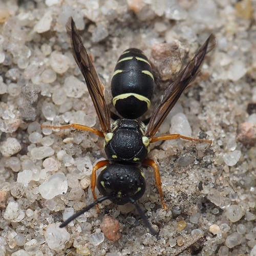 Pterocheilus phaleratus · iNaturalist