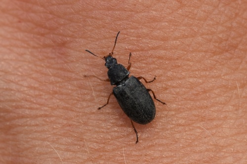 Mycterus scaber · iNaturalist