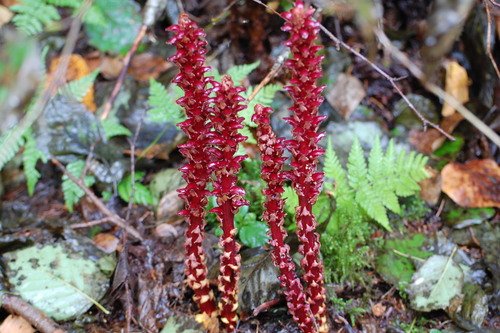 Northern Groundcone