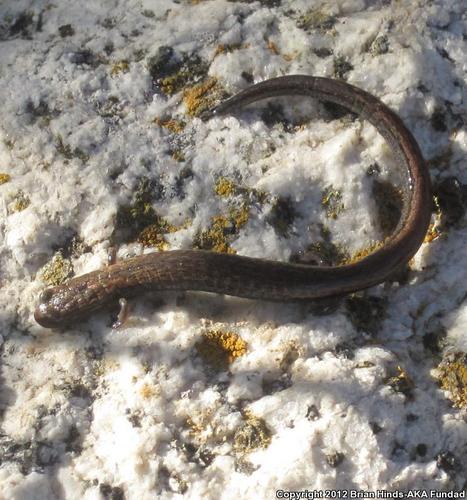 Gregarious Slender Salamander