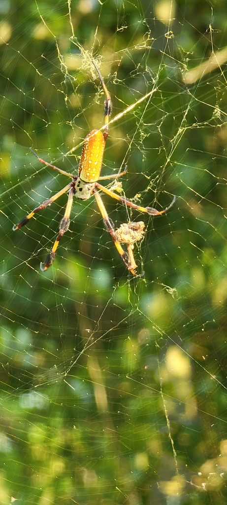 Golden Silk Spider from OLD RVR-WNFRE, TX 77520, USA on August 5, 2021 ...