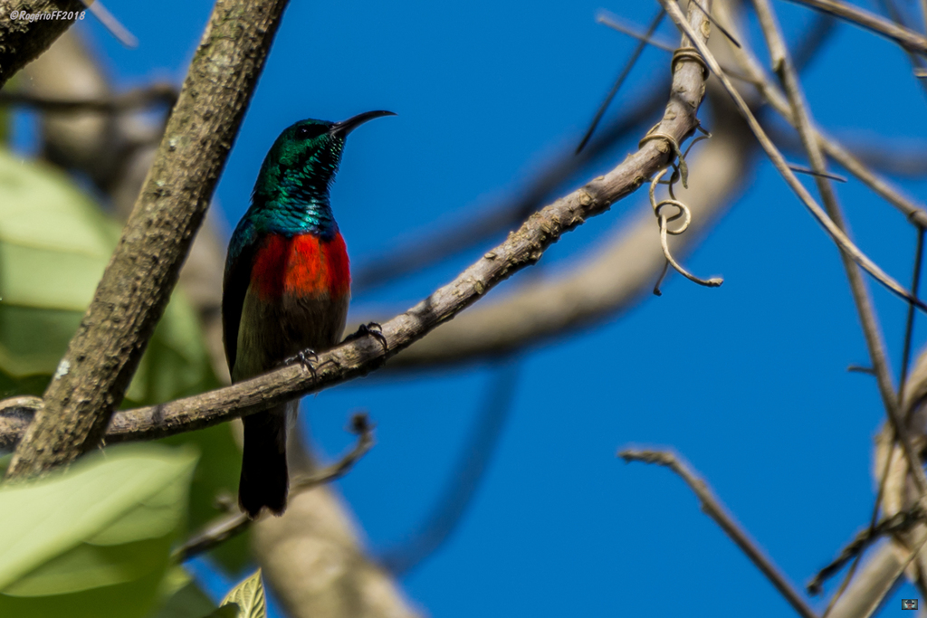 Montane Double-collared Sunbird photo