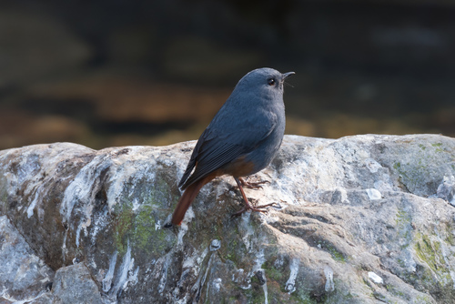 Subspecies Phoenicurus fuliginosus affinis · iNaturalist