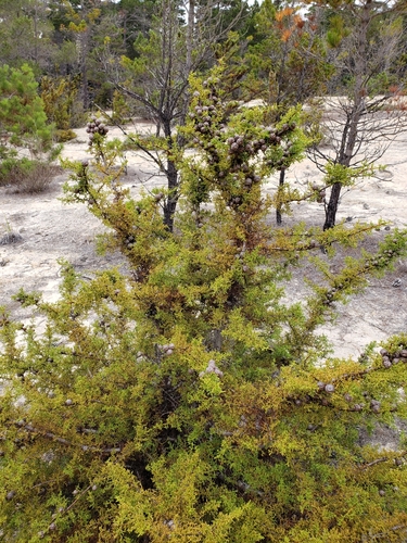 Gowen cypress