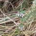 Olearia lepidophylla - Photo (c) Shane Richards, όλα τα δικαιώματα διατηρούνται, uploaded by Shane Richards