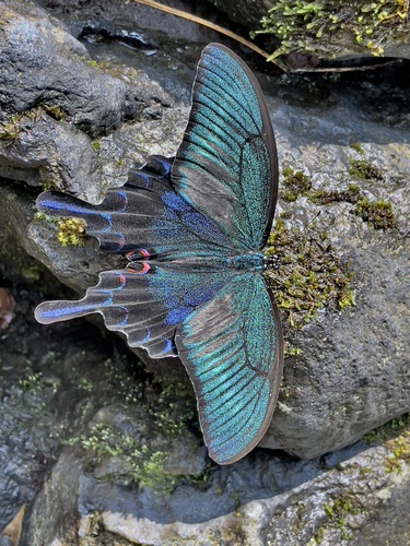 Japanese Peacock Swallowtail