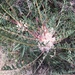 Astragalus longifolius - Photo (c) mustafa gökmen, all rights reserved, uploaded by mustafa gökmen