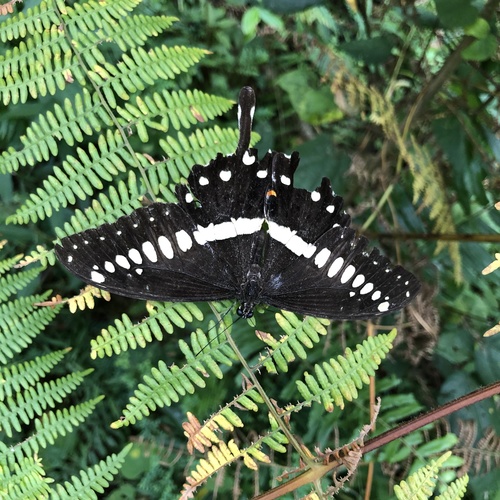 Central Emperor Swallowtail
