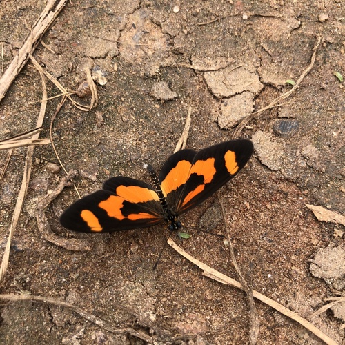 Orange-streak Acraea