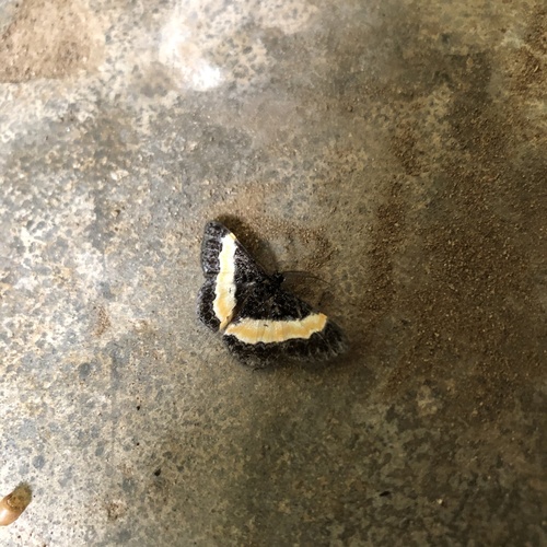 Pycnostega stilbia